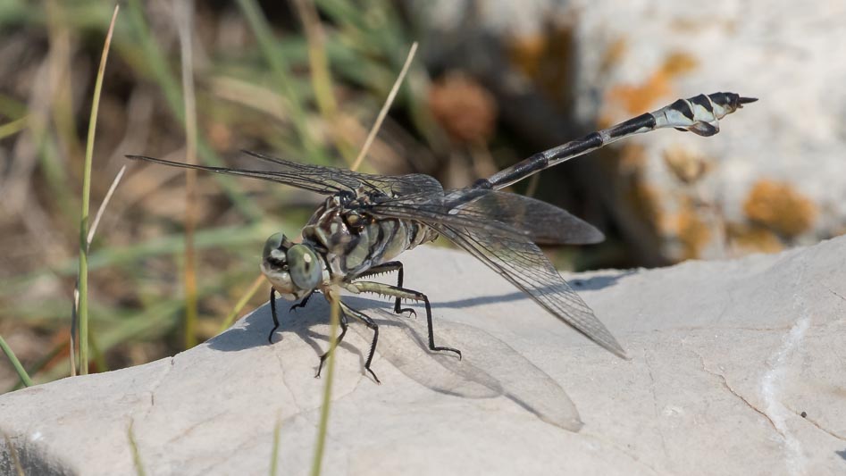 Lindenia tetraphylla (Bladetail) male 4.jpg